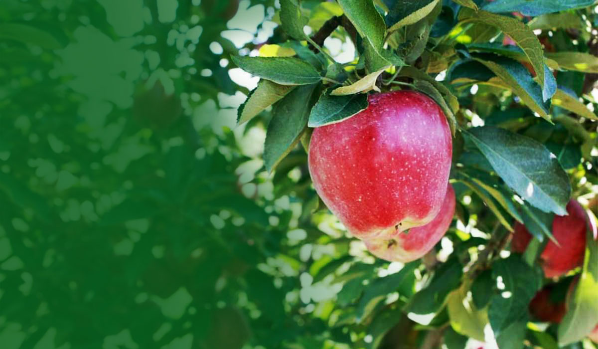 Pick-Your-Own Apples at Livesay Orchards in Porter, Oklahoma. Pick-Your-Own Apples at Livesay Orchards in Porter, Oklahoma.