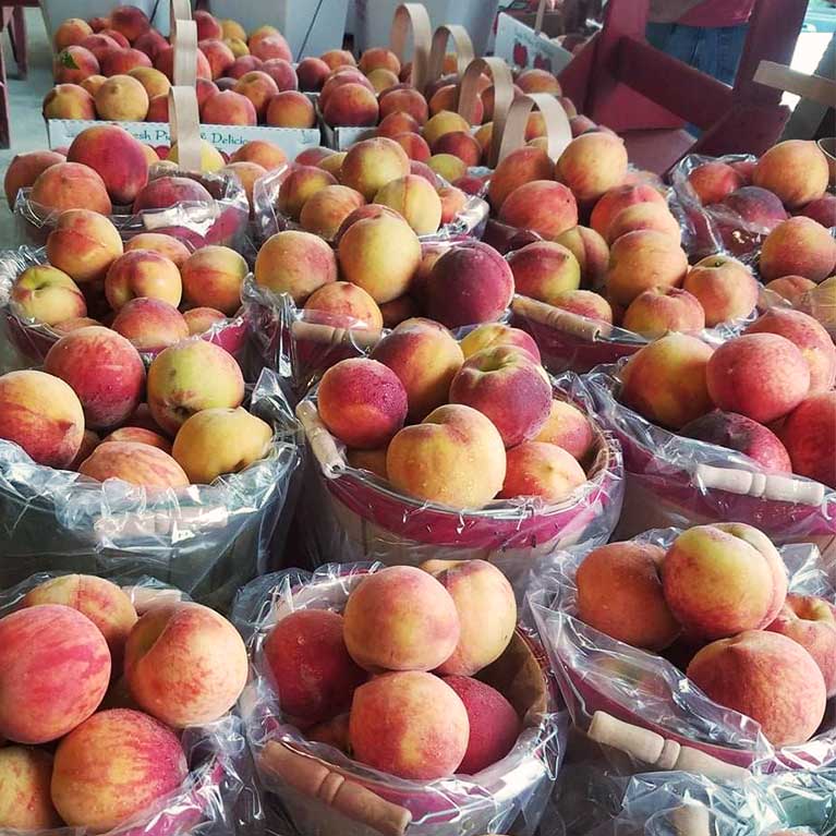 Take home a bushel of farm fresh porter peaches from Livesay Orchards.