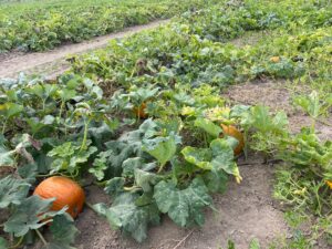 Pumpkin Patch Plants 1