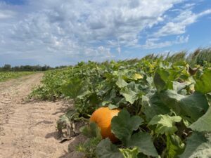 Pumpkin Patch Row 1